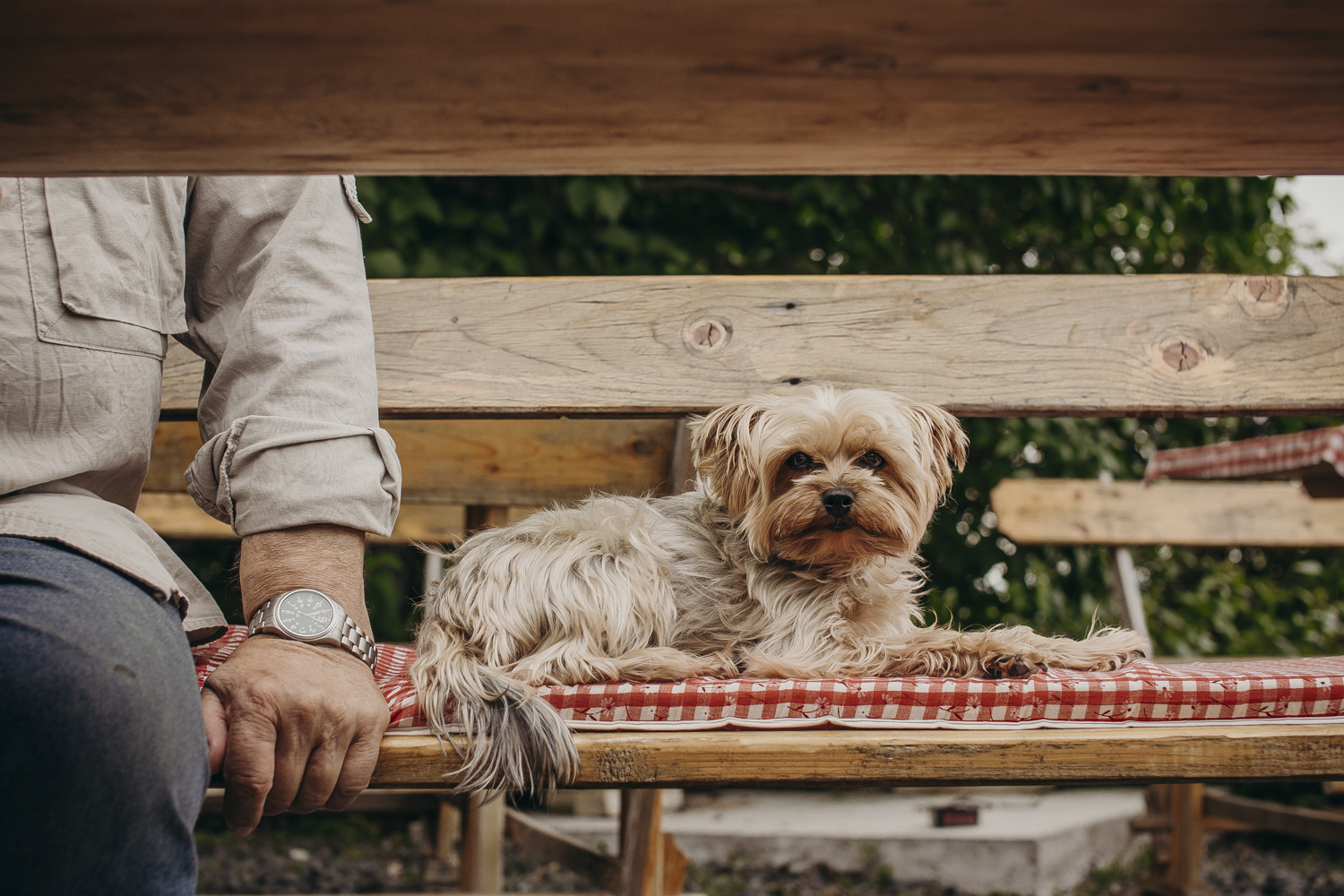 Zen kutyáktól a szelíd bikáig: A We Love Balaton kedvenc állatfotói 