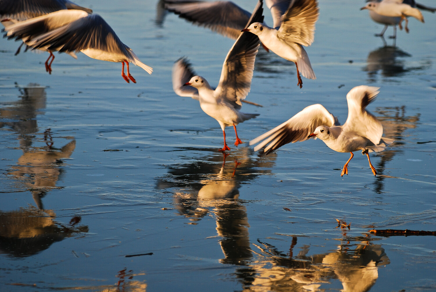 Mentés indul! – Így tudsz segíteni a sérült madarakon
