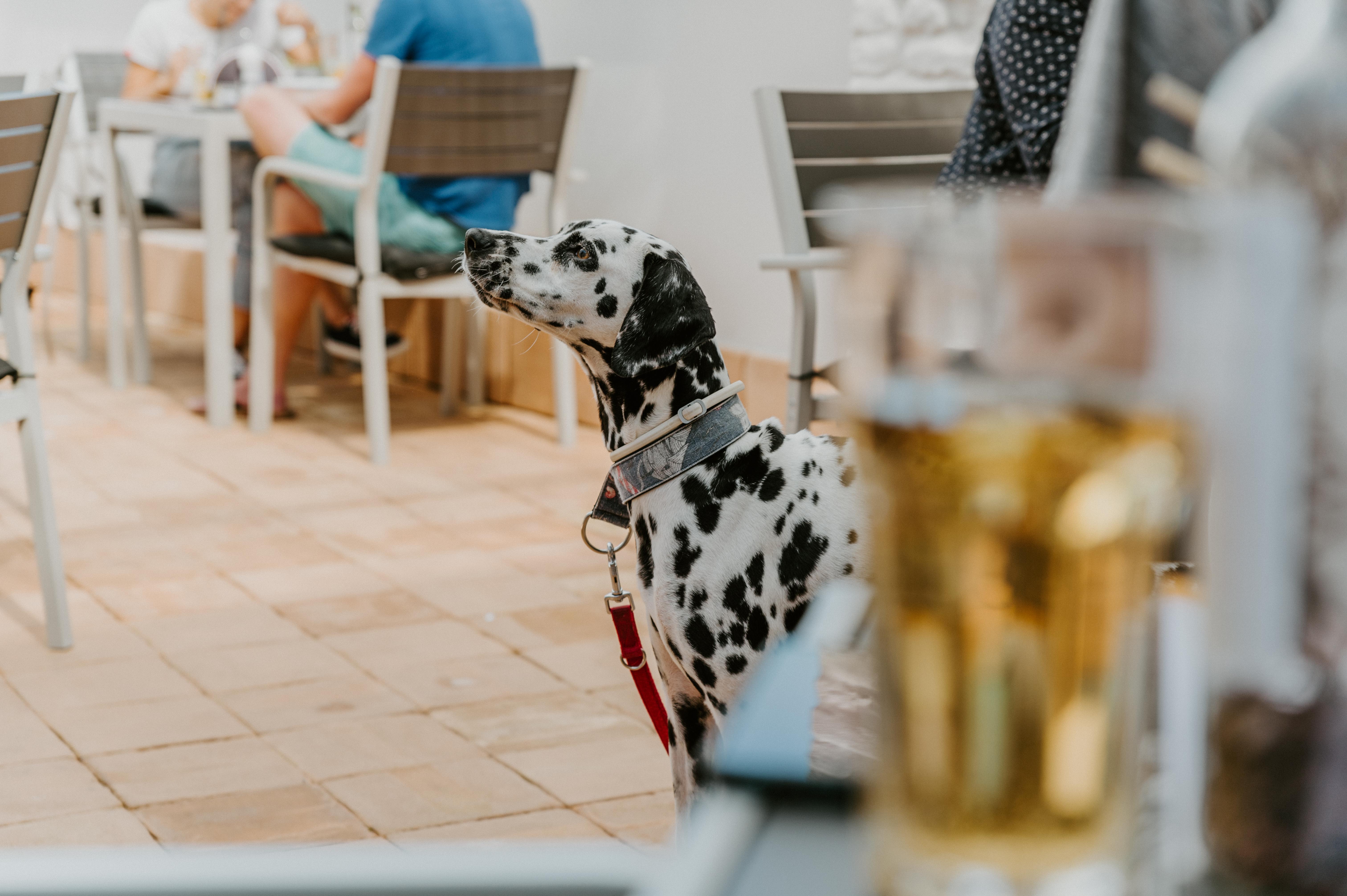 A legjobb kutyabarát helyek 2021-ben a Balatonnál