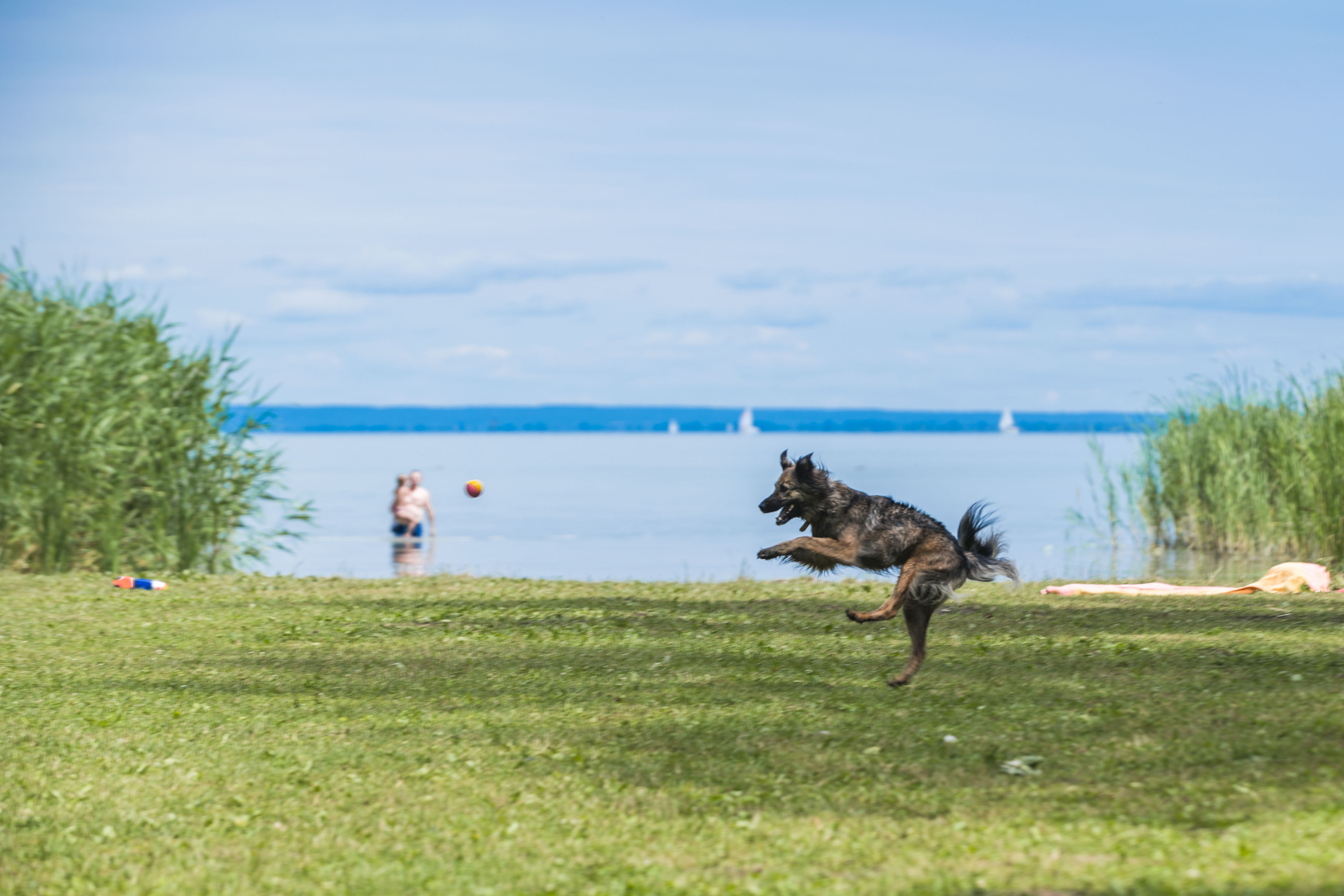 Ezek a legjobb kutyabarát helyek 2022-ben a Balatonnál