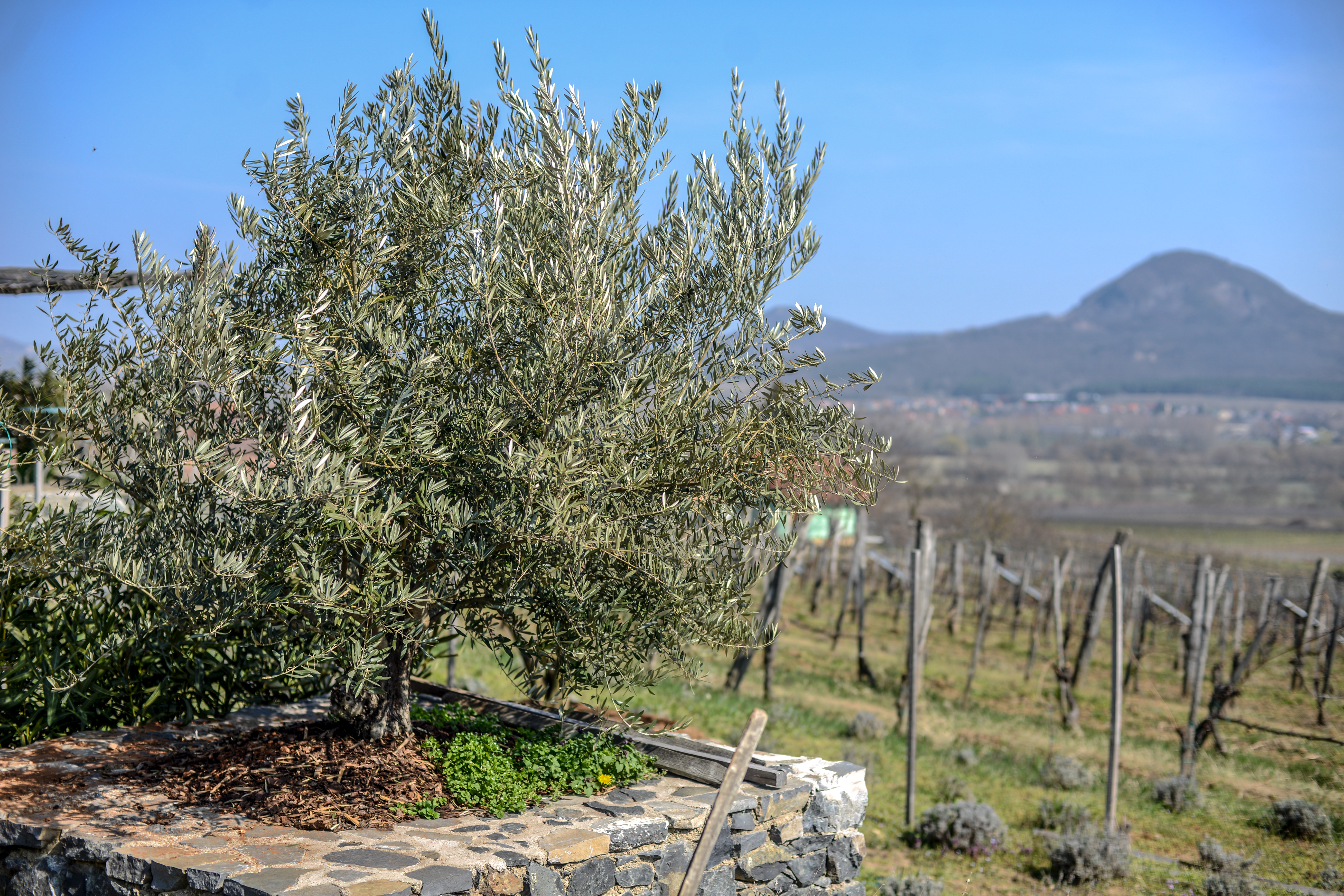 Lesz-e olívatermesztés a Balatonnál? – Ökológiai kutatások és rendhagyó kiállítás a MOME és a Balatorium együttműködésében