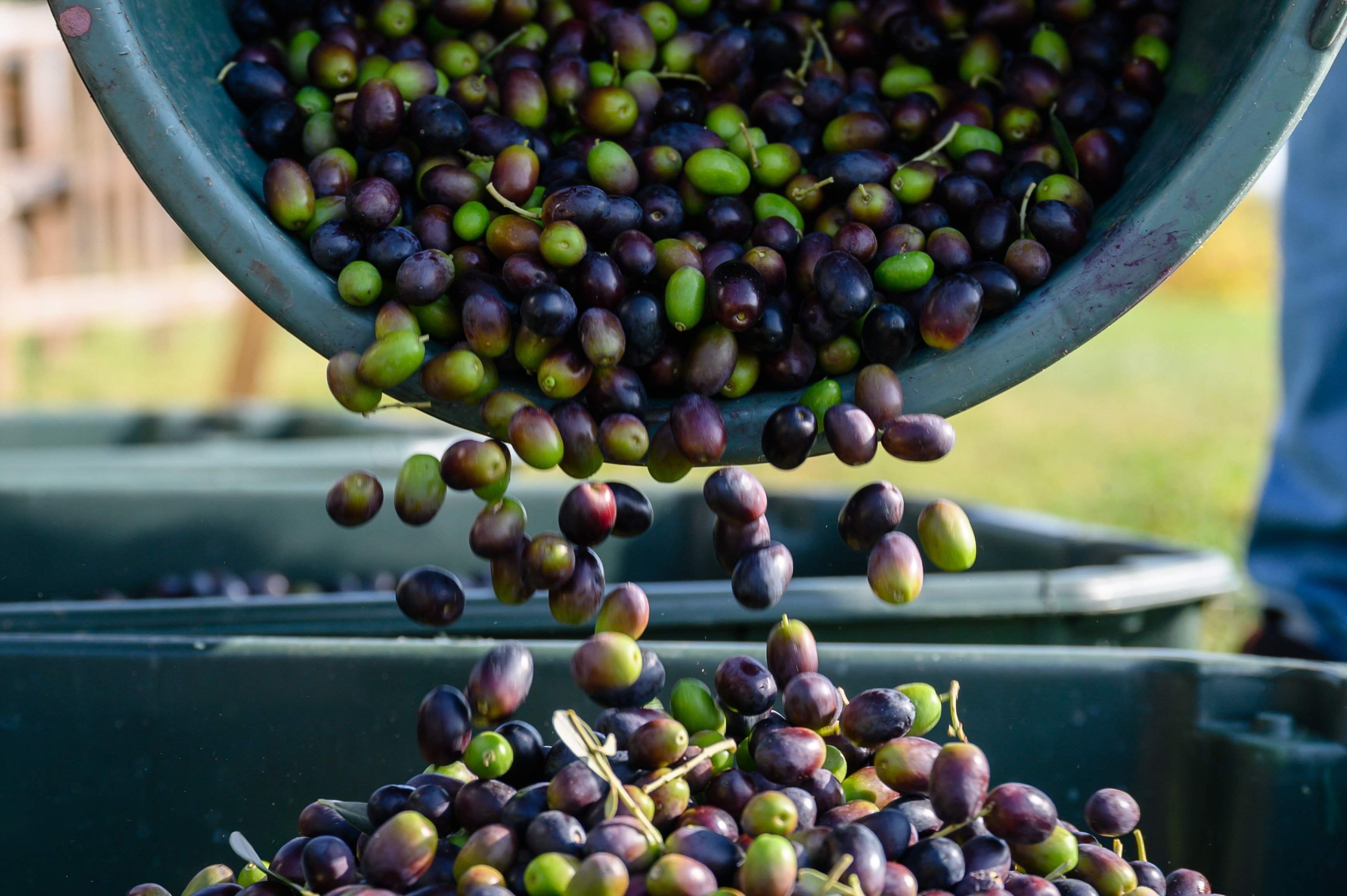 Olívabogyót szüreteltek a Szent György-hegyen – Fotók