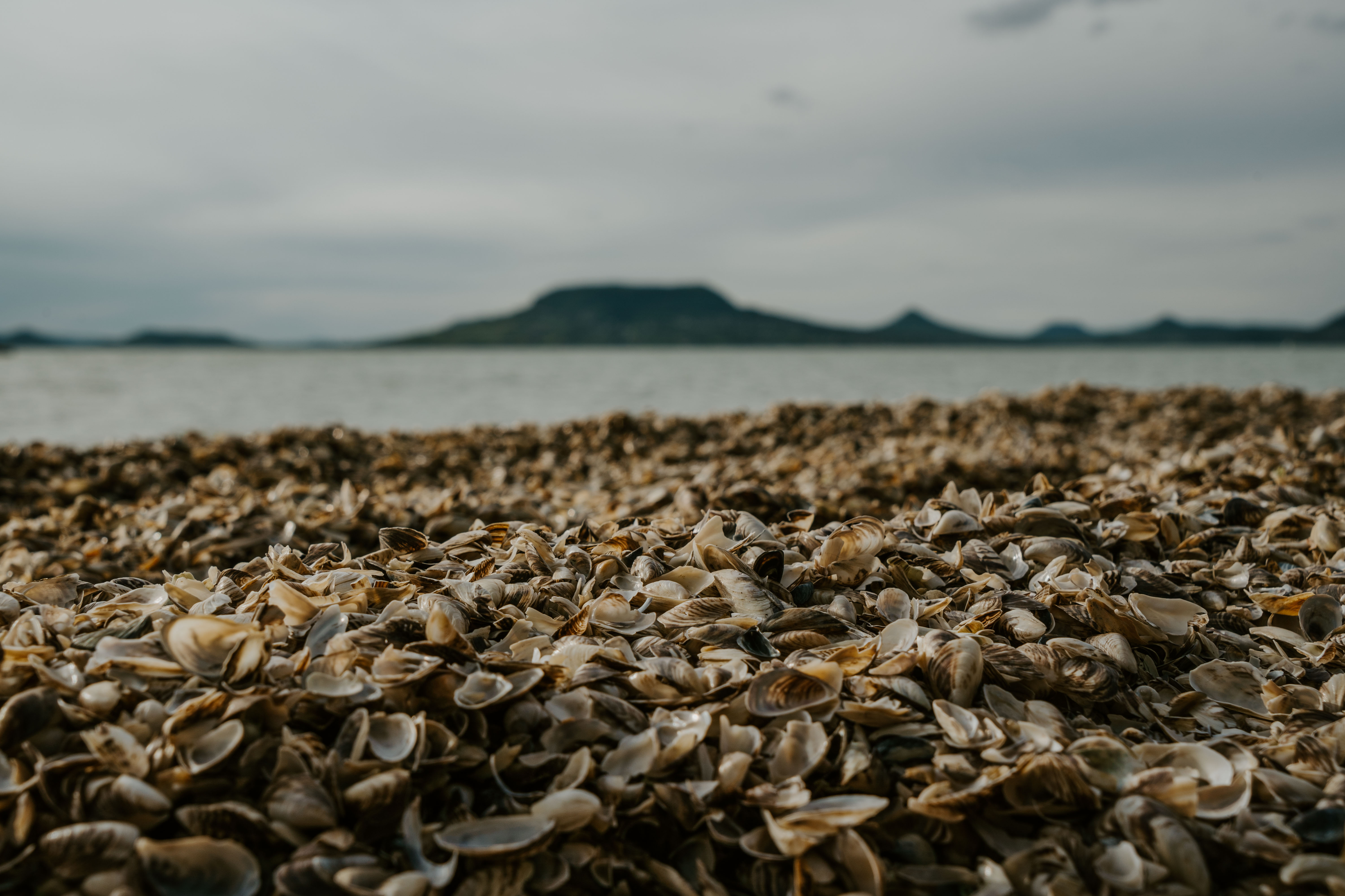 Ahol a balatoni legenda valósággá válik – Képgaléria a fonyódi kagylós partról