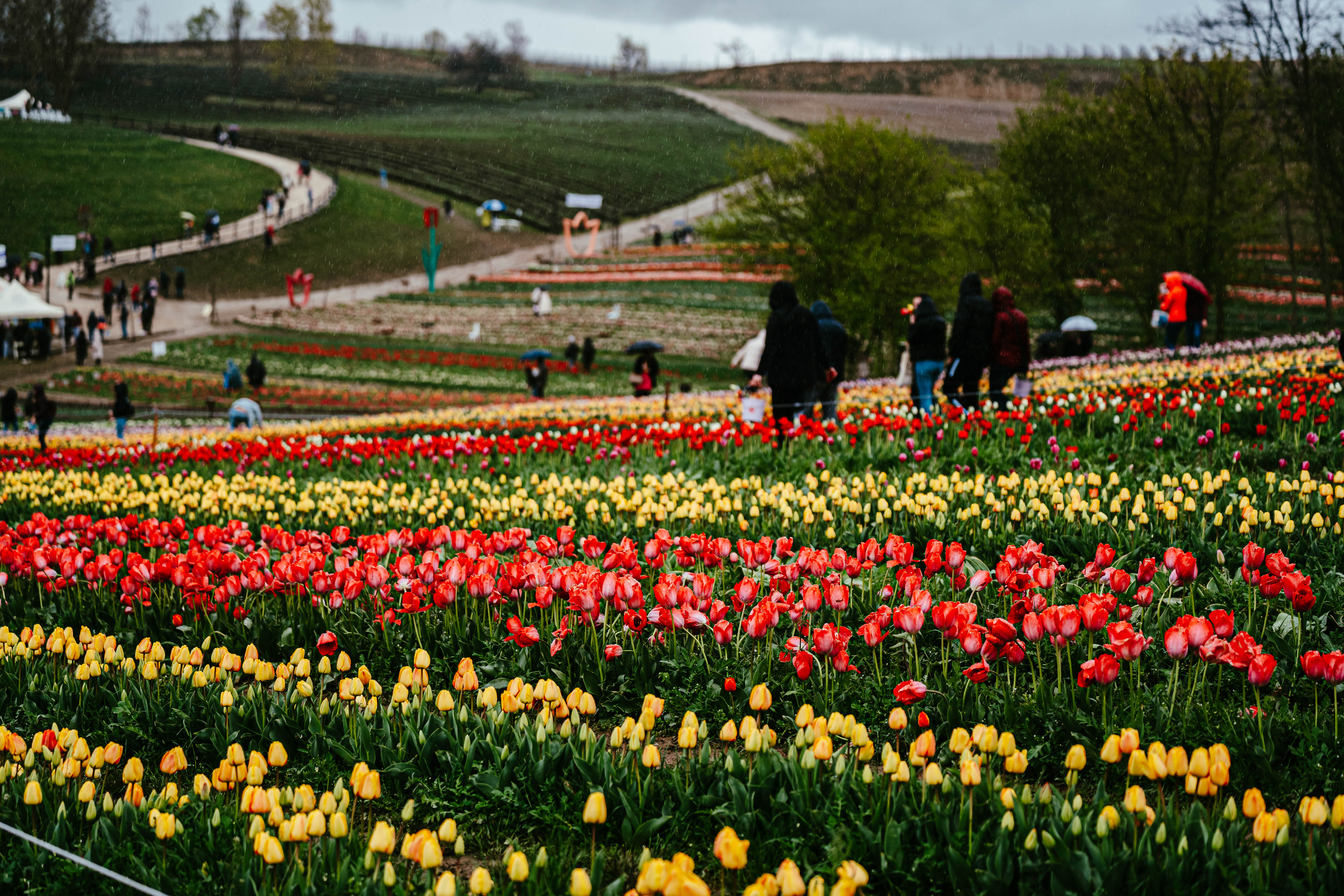 Színkavalkád az esőcseppektől ragyogó virágok között – Képgaléria a kőröshegyi tulipánszüretről
