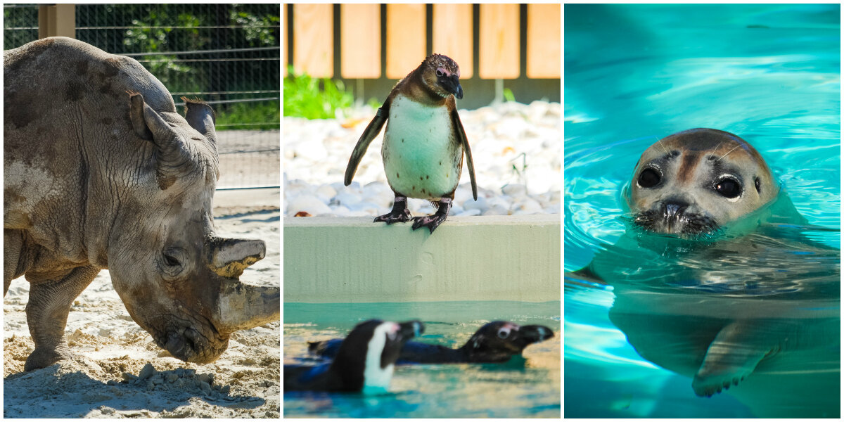 A pingvinek úsznak, az orrszarvúk háborúznak - a Veszprémi Állatkert újdonságai