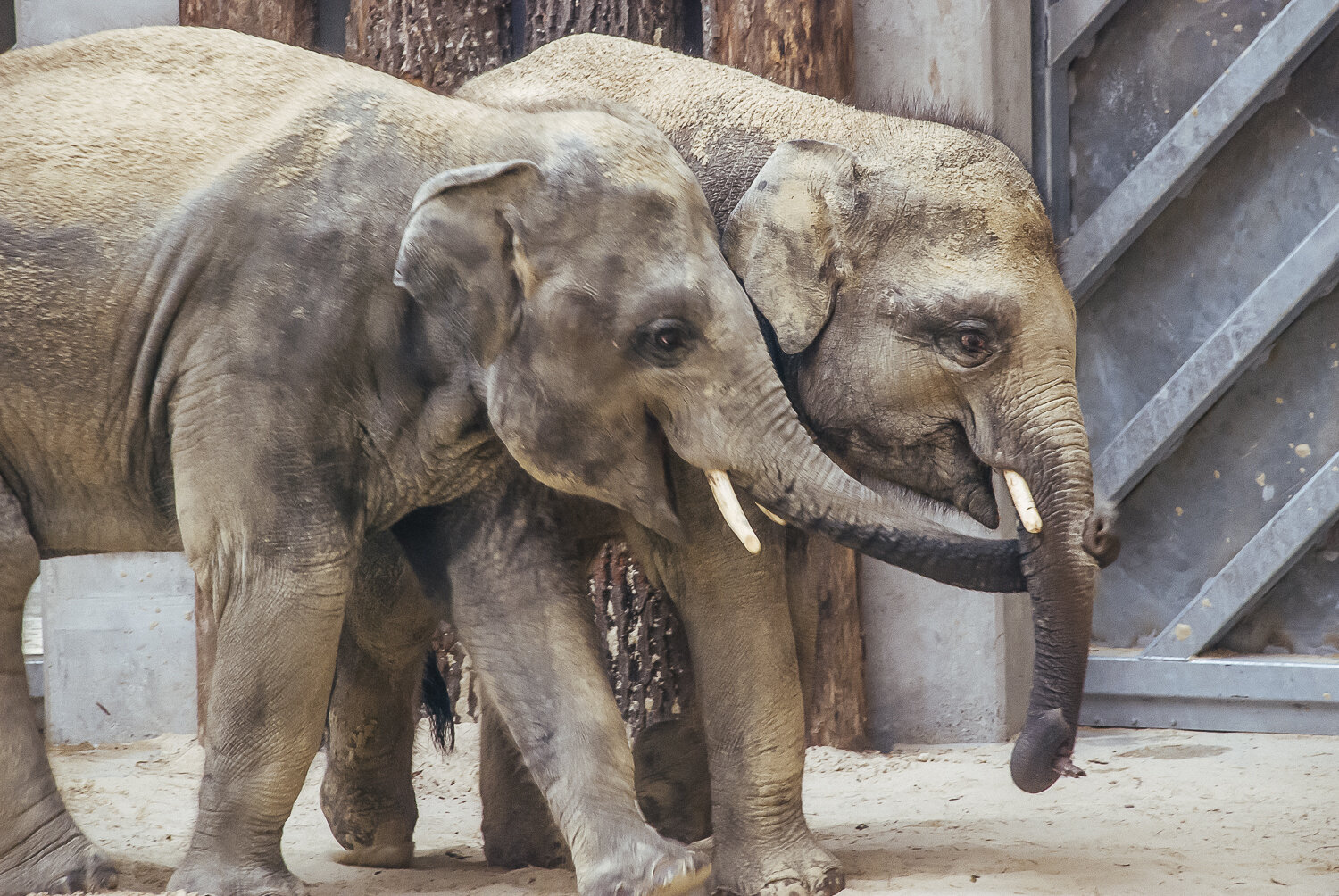 Megnéztük a Veszprémi Állatkert új Elefánt Parkját