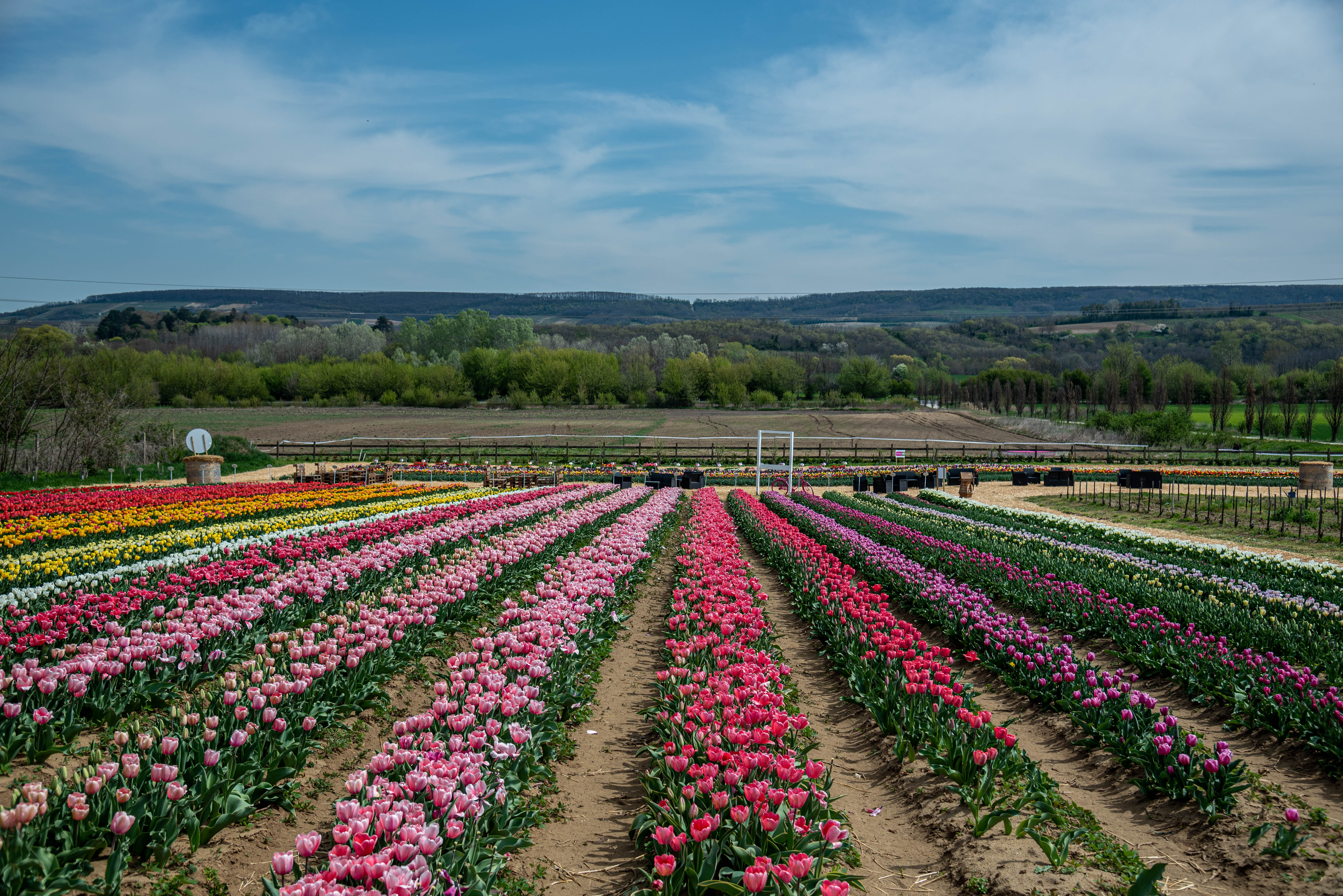 Gyönyörű tulipánok végtelen színpompában: Képgaléria a déli part tulipánmezőiről