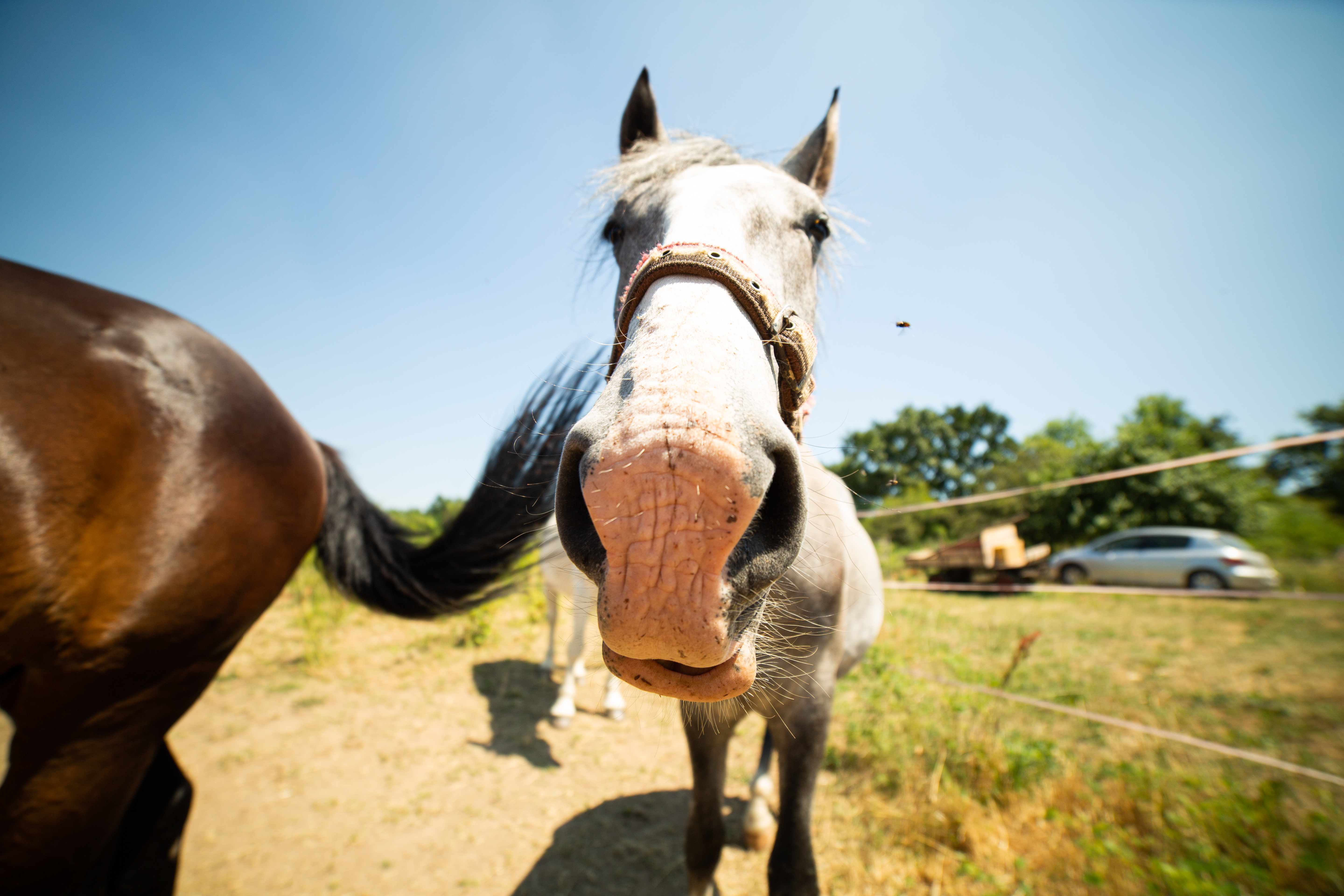English-language horseback riding experience launches near Balaton