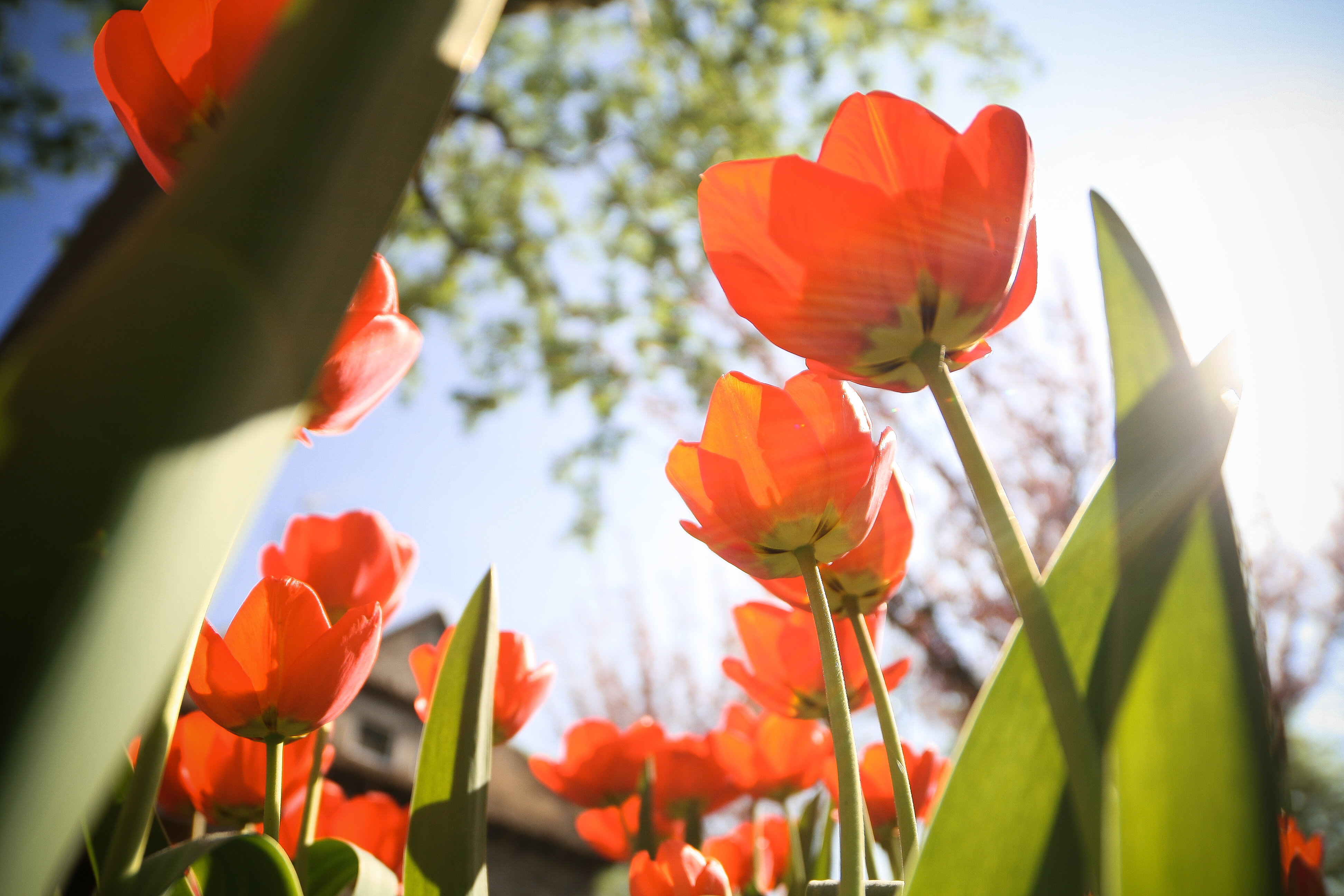 Nyuszisimogató hajóval a tulipánszüretre és tovább! – húsvéti programajánló