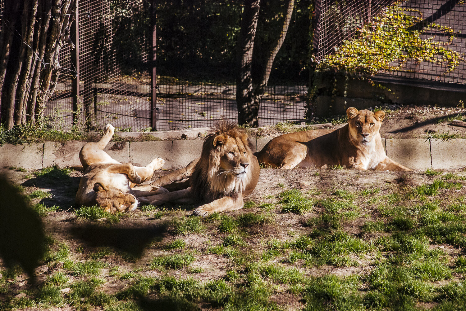 Szavannákat idéző játszóparkkal bővül a Veszprémi Állatkert